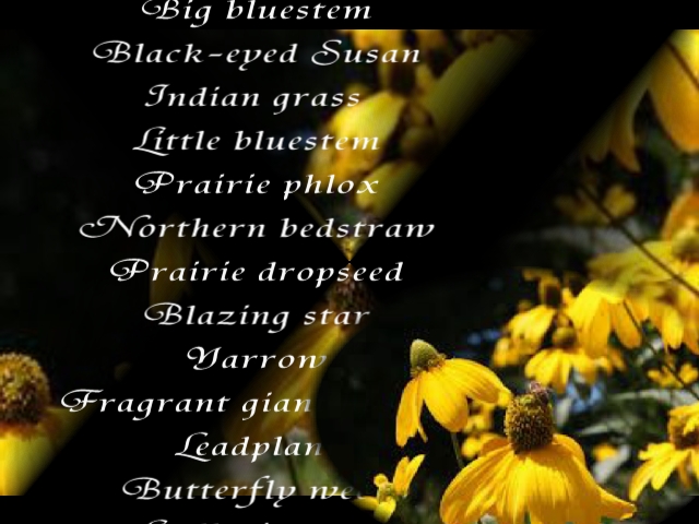 coverleyprairiechants5.jpg